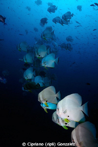 batfishes at morning by Cipriano (ripli) Gonzalez 